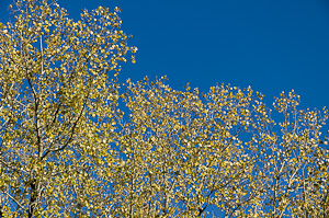 Fall foliage, golden leaves against red sky