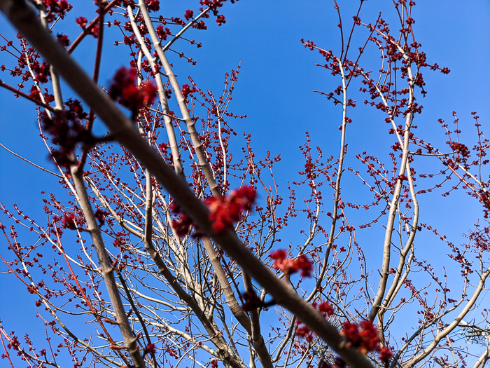 Buds on branches of red maple against blue sky