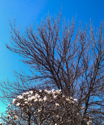 White flowers, black tree, blue sky